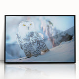 Framed acrylic wall art featuring a striking bird design, showcasing vibrant colors and intricate details, perfect for adding elegance to home decor.