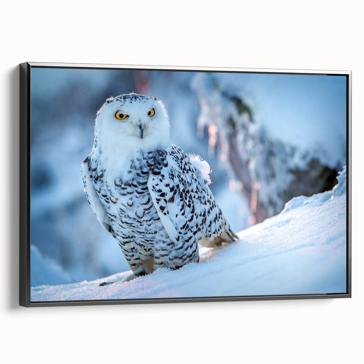 Framed canvas wall art showcasing a vibrant bird design from the "Birds of Pray" collection, presented in a sleek black frame, ideal for modern decor accents.