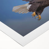 Birds of Prey wall art collection on rolled canvas, showcasing vibrant illustrations of various raptor species in natural settings, ready for display.
