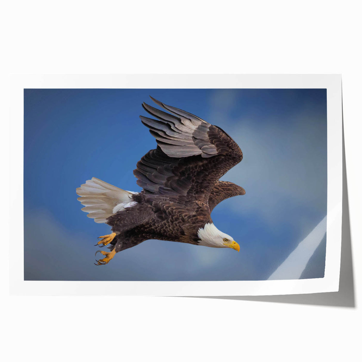 Vibrant rolled print of a bird-themed wall art collection featuring various colorful birds against a textured background, ideal for enhancing home decor.