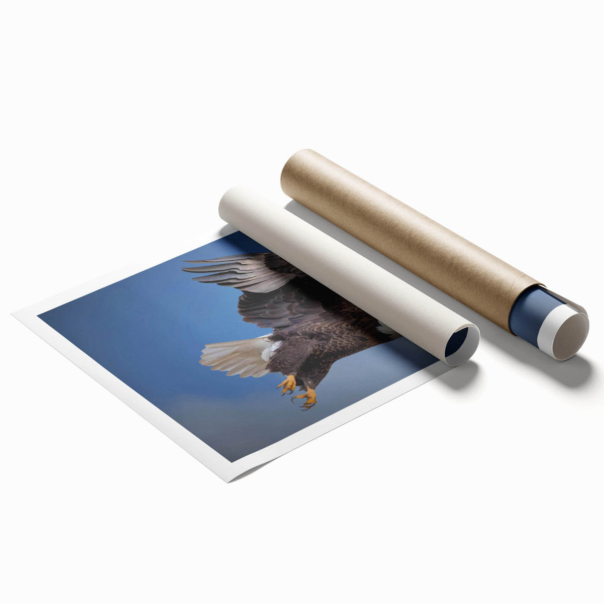 Vibrant rolled print of bird-themed wall art, showcasing intricate designs and colors, ideal for home decor, displayed in a protective cardboard tube.