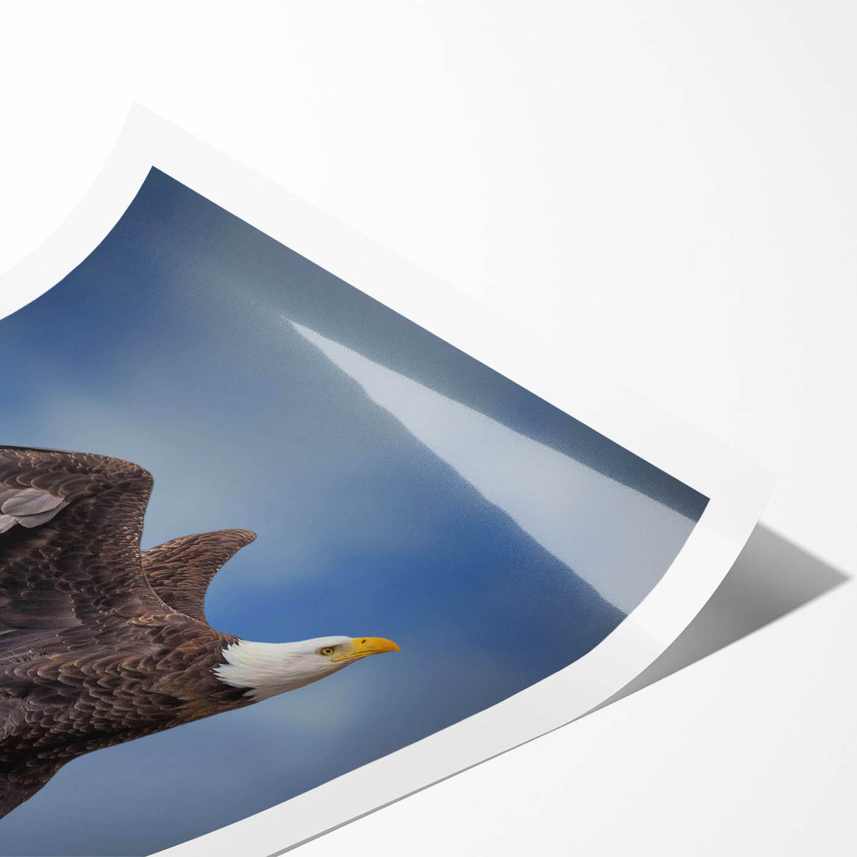 Vibrant rolled print of a bird-themed wall art collection, showcasing colorful illustrations of various bird species, perfect for home decor or nature enthusiasts.