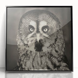 Framed acrylic wall art featuring a dynamic bird design titled "Birds of Prey," showcased in a sleek black frame, ideal for modern home decor.