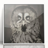 Framed acrylic wall art featuring a vibrant bird design from the "Birds of Pray" collection, showcasing intricate details and a sleek white frame, ideal for modern decor.