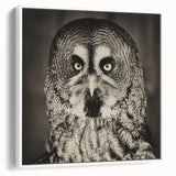 Framed canvas wall art from the Birds of Pray collection, showcasing colorful bird designs against a white background, highlighting intricate details and textures. Perfect for home decor enthusiasts looking to add a nature-inspired touch.