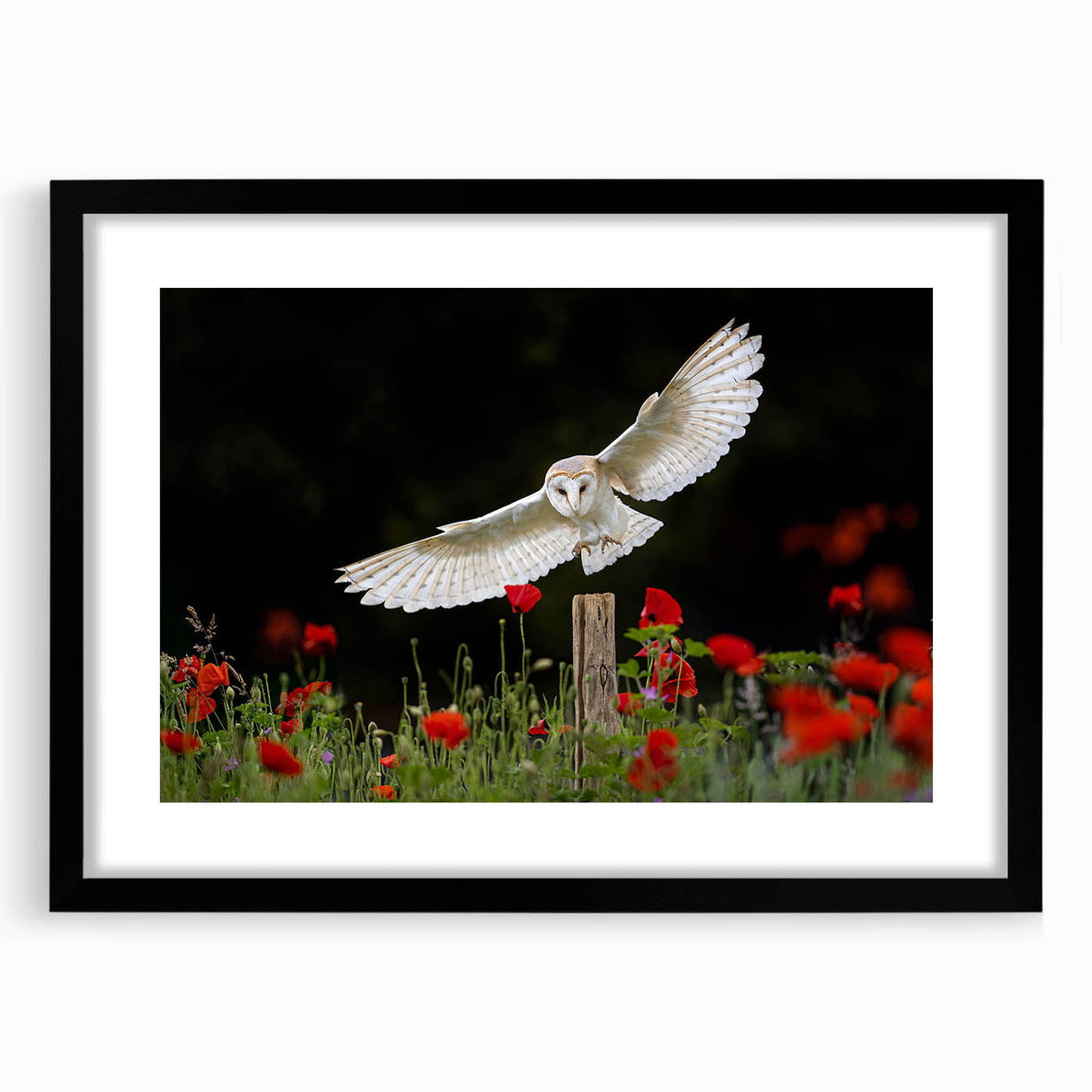 Black-framed wall art featuring a striking design of birds of prey, showcasing intricate details and bold colors, perfect for enhancing any living space or office decor.