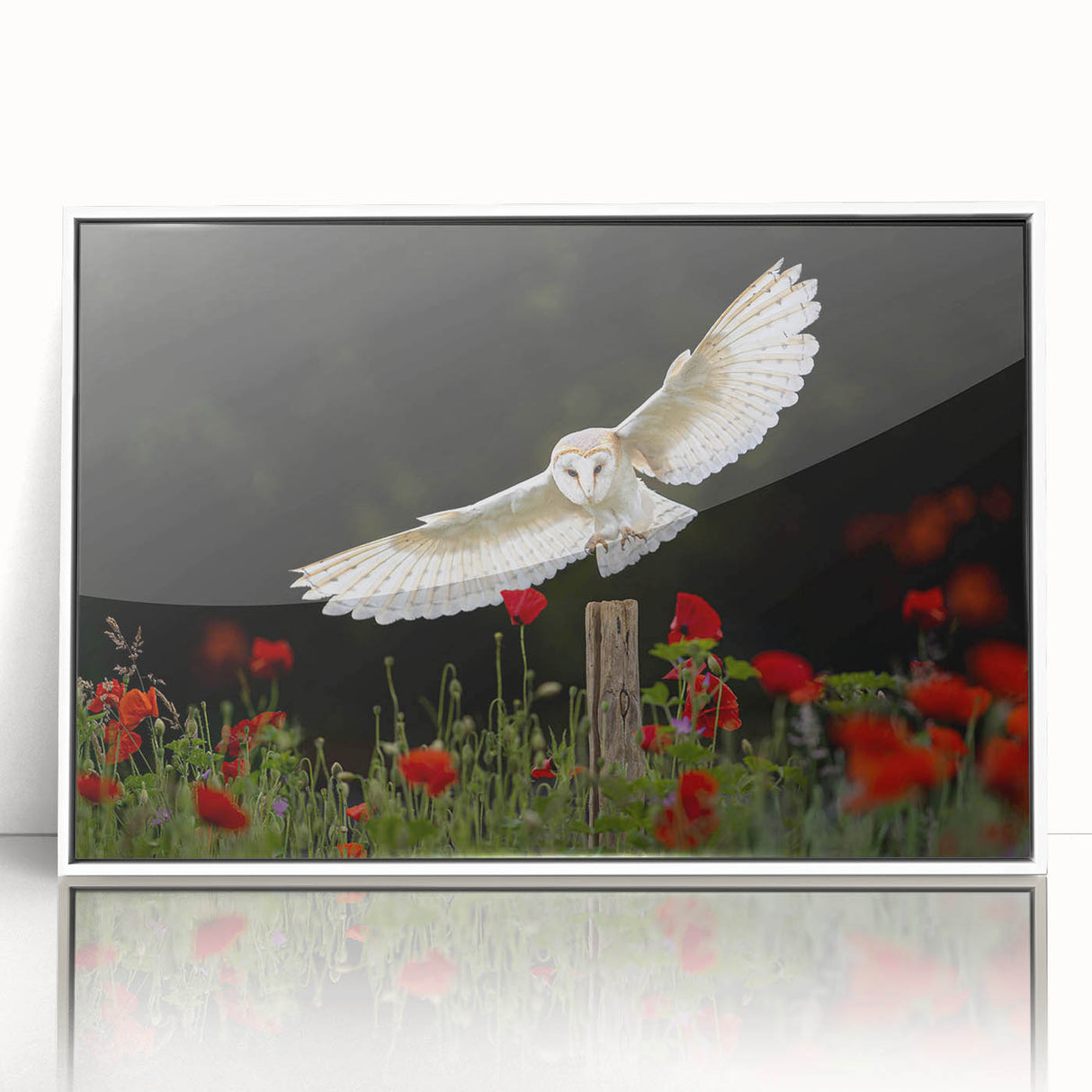 Framed acrylic wall art showcasing a vibrant "Birds of Prey" design in a contemporary style, featuring a white frame and clear front view, perfect for home decor.