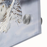 Close-up of a vibrant acrylic glass wall art piece showcasing a colorful birds of prey design, perfect for adding a striking focal point to modern decor.