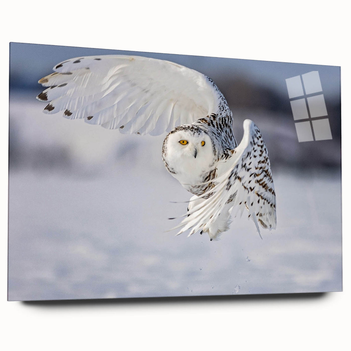 Acrylic glass wall art showcasing a vibrant birds of prey design, displayed from a side view, highlighting its sleek finish and modern aesthetic, ideal for home decor.