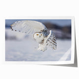 Vibrant rolled print showcasing a "Birds of Prey" wall art design, featuring detailed illustrations of various birds in rich colors, ideal for home decor.