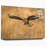 Acrylic glass wall art from the "Birds of Pray" collection showcasing vibrant bird illustrations in a side view perspective, elegantly mounted with pins for display.