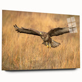 Acrylic glass wall art featuring a vibrant bird design from the "Birds of Pray" collection, displayed in a modern setting with a sleek side view, showcasing its unique colors and artistic details.