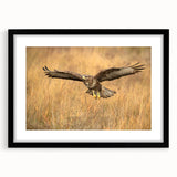 Black-framed wall art featuring a collection of birds in flight, highlighting intricate details and vibrant colors, ideal for enhancing contemporary home decor.