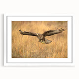 Framed wall art featuring a collection of bird illustrations in a modern design, showcasing vibrant colors and intricate details, perfect for home decor.