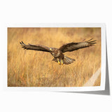 Colorful rolled print featuring a detailed design of birds, part of the Birds of Prey Wall Art Collection, showcasing vibrant hues and intricate patterns for home decor.