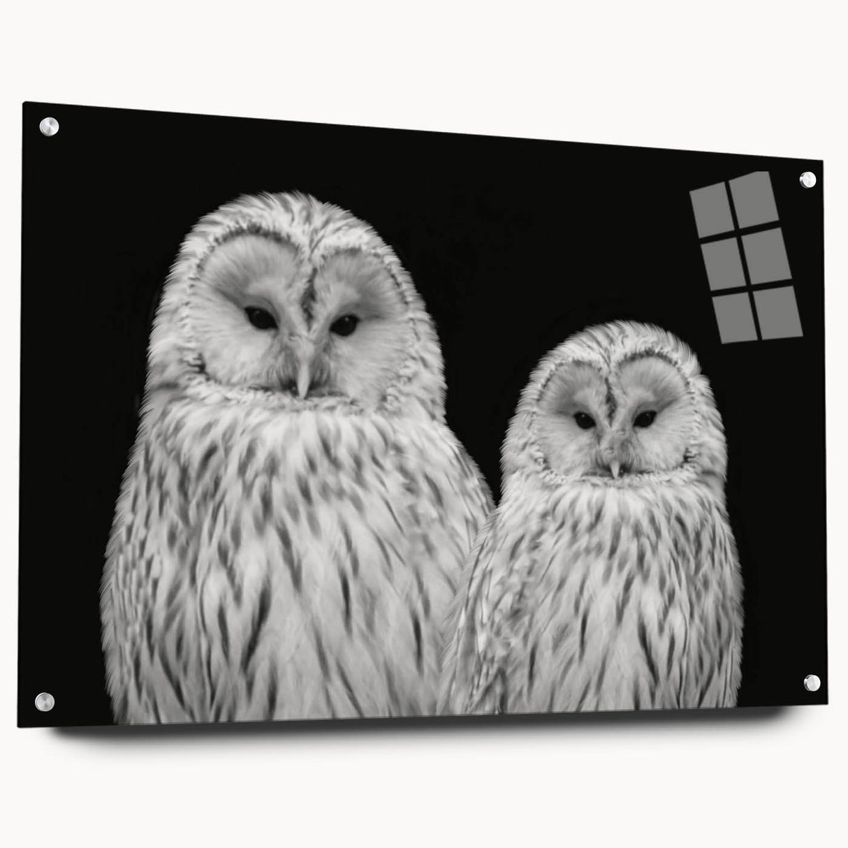 Acrylic glass wall art featuring a vibrant "Birds of Prey" design, showcasing detailed avian illustrations pinned to a stylish display, perfect for modern decor.
