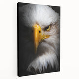 Stretched canvas wall art showcasing a vibrant bird design from the "Birds of Prey" collection, featuring rich colors and intricate details, ideal for home decor.