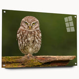 Acrylic glass wall art collection showcasing a vibrant birds of prey design, elegantly framed with pins for display. Features intricate details and vivid colors, perfect for nature enthusiasts.