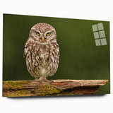 Elegant acrylic glass wall art featuring a vibrant collection of birds, showcasing intricate designs in a side view without pins, perfect for home decor.