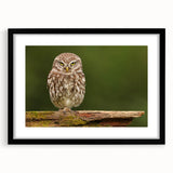 Black-framed wall art featuring a stylized bird design from the "Birds of Pray" collection, set against a white mat, showcasing intricate details and vibrant colors. Ideal for modern home decor, this piece adds a touch of elegance to any room.