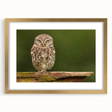 Elegant framed wall art featuring a collection of bird designs in a matte gold frame, showcasing intricate details and vibrant colors, perfect for home decor.