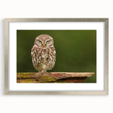 Framed wall art print showcasing a collection of birds in a serene design, featuring a silver mat and modern frame, perfect for home decor enhancement.