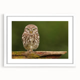 Framed wall art featuring a collection of bird illustrations, set against a white background with a classic mat. Perfect for nature lovers and home decor enthusiasts.