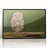 Framed acrylic wall art showcasing an intricate birds of prey design, featuring a sleek black frame and vibrant colors, perfect for nature enthusiasts and home decor.