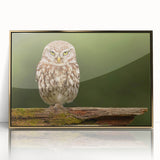 Framed acrylic wall art featuring a striking birds of prey design in gold tones, showcasing intricate details and elegant framing. Ideal for nature enthusiasts and modern decor.