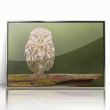 Framed acrylic wall art featuring a striking birds of prey design in silver finish, showcasing intricate details and vibrant colors, perfect for enhancing modern decor.