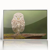 Framed acrylic wall art featuring a striking "Birds of Prey" design, showcased in a sleek white frame, ideal for modern home decor and wildlife enthusiasts.