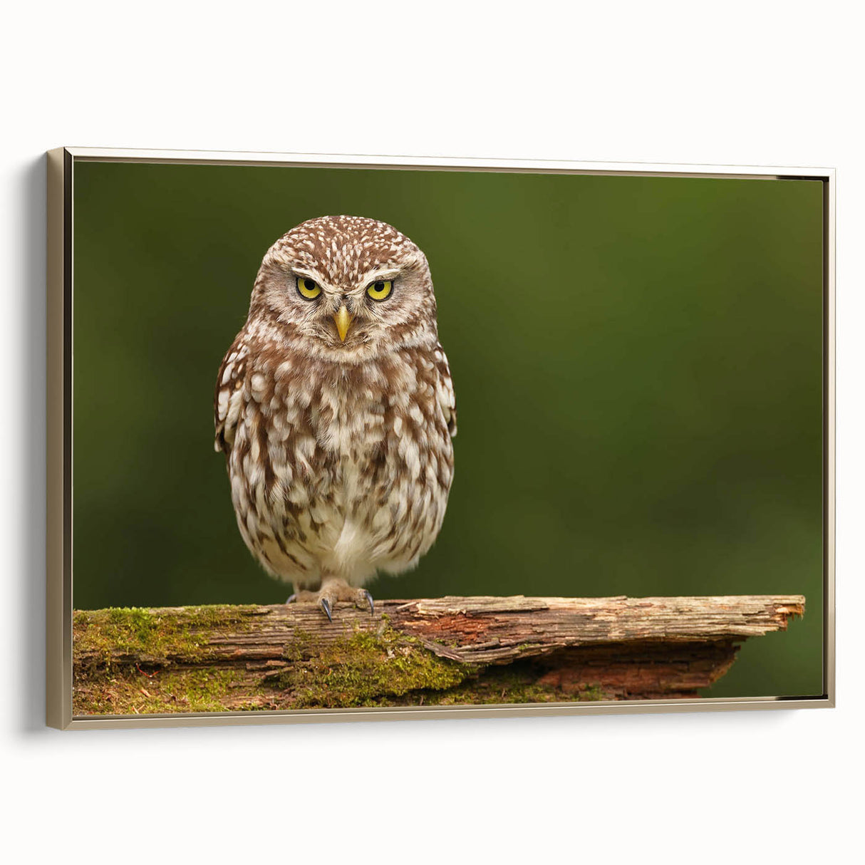 Framed wall art featuring a captivating birds of prey design on textured canvas, set in a stylish gold frame, ideal for enhancing home decor.