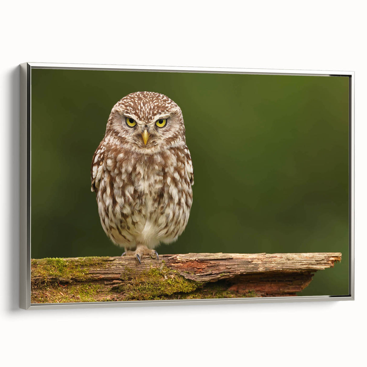 Framed wall art collection showcasing a detailed bird of prey design on textured canvas, elegantly bordered in silver, displayed from a side view.