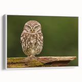 Framed canvas wall art showcasing a collection of vibrant birds in flight, designed for home decor, with a sleek white frame and side view display.