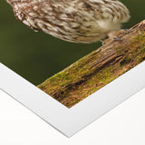 Colorful rolled canvas artwork featuring a striking birds of prey design, showcasing intricate details and vibrant hues, ideal for home decor and art enthusiasts.