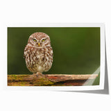 Rolled print showcasing a vibrant bird-themed wall art design featuring colorful avian illustrations on a textured background, ideal for home decor.