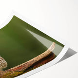 Colorful birds of prey wall art design print featuring a vibrant illustration of various raptors against a minimalist background, perfect for nature enthusiasts and decor.