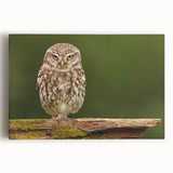 Stretched canvas wall art featuring a vibrant birds of prey design, showcasing detailed illustrations of various raptors in colorful hues, perfect for nature enthusiasts.