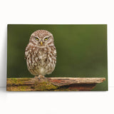 Stretched canvas wall art showcasing a vibrant birds of prey design, featuring intricate details and rich colors, perfect for enhancing any modern home decor.