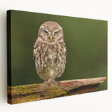 Stretched canvas art featuring a vibrant birds-of-prey design, showcasing detailed illustrations of various raptors in flight against a colorful backdrop.