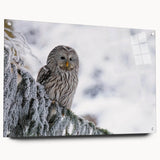 Acrylic wall art featuring a vibrant bird design from the 'Birds of Prey' collection, displayed at an angle with pins for mounting, set against a neutral background.