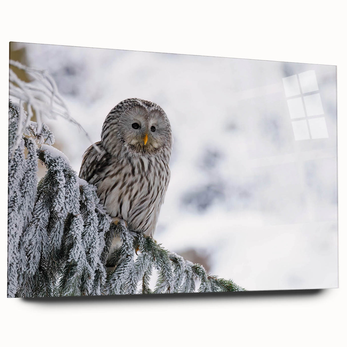 Acrylic glass wall art showcasing a vibrant "Birds of Pray" design, highlighting colorful birds in flight, elegantly framed and viewed from the side.