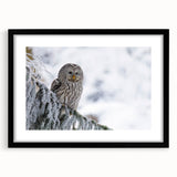 Framed wall art featuring a stunning birds of prey design, showcasing intricate details and vibrant colors, set in a sleek black frame with a mat for a polished look. Perfect for enhancing any interior decor.