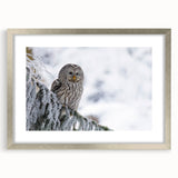 Framed wall art featuring a stunning bird of prey design, showcasing intricate details with a silver frame and matting, perfect for enhancing modern decor.