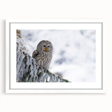 Framed wall art featuring a vibrant birds of prey design, showcasing intricate details and bold colors, set against a white mat for an elegant presentation.