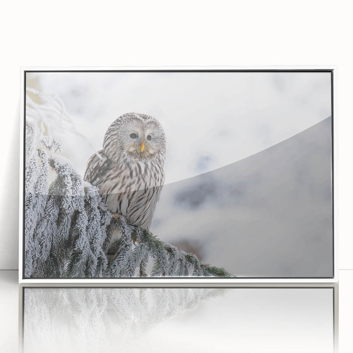 Framed acrylic wall art piece showcasing a detailed illustration of birds of prey in vibrant colors, set against a white backdrop, ideal for nature-themed decor.
