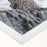 Colorful rolled canvas artwork showcasing a vibrant "Birds of Prey" design, featuring intricate details and textures, perfect for modern decor and wildlife enthusiasts.