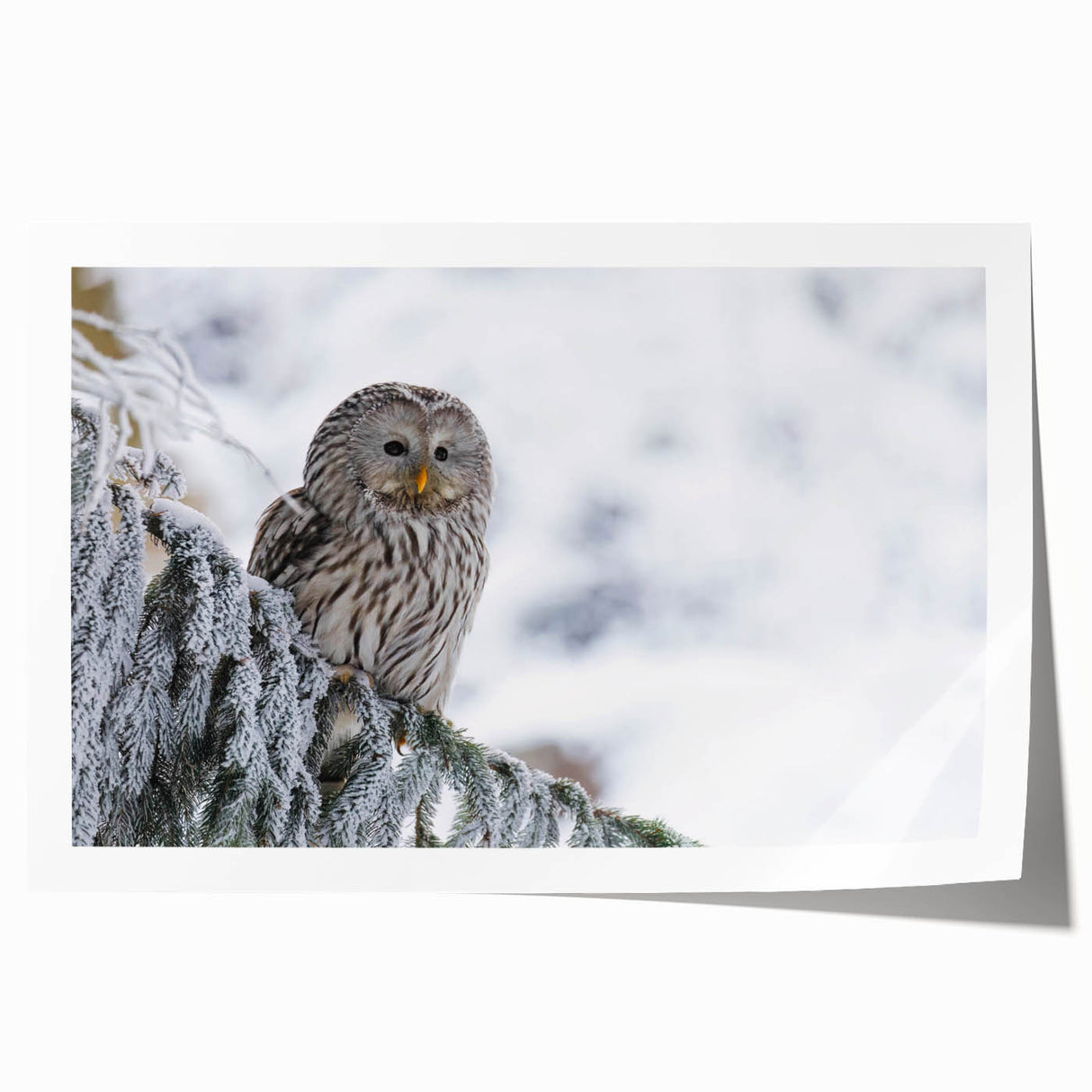 Colorful wall art print featuring a stylized bird design, part of the Birds of Prey collection, showcasing vibrant hues against a neutral background, ideal for home decor.