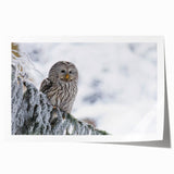 Colorful wall art print featuring a stylized bird design, part of the Birds of Prey collection, showcasing vibrant hues against a neutral background, ideal for home decor.