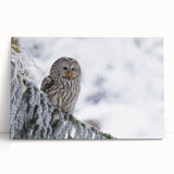 Stretched canvas wall art featuring a vibrant birds of prey design, showcasing intricate details and rich colors, perfect for enhancing modern home decor.